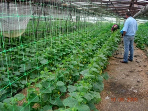 Выращивание овощей